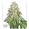 Dutch Passion Banana Blaze Fem
