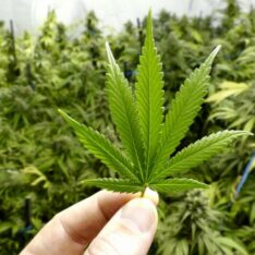 Weed H4CBD