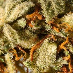 Weed