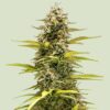 Royal Queen Cosmos F1