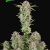 Fast Buds Bruce Banner Auto