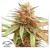 Dutch Passion Durban Dew Fem