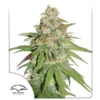 Dutch Passion Glueberry O.G Fem