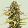 Royal Queen Hyperion F1