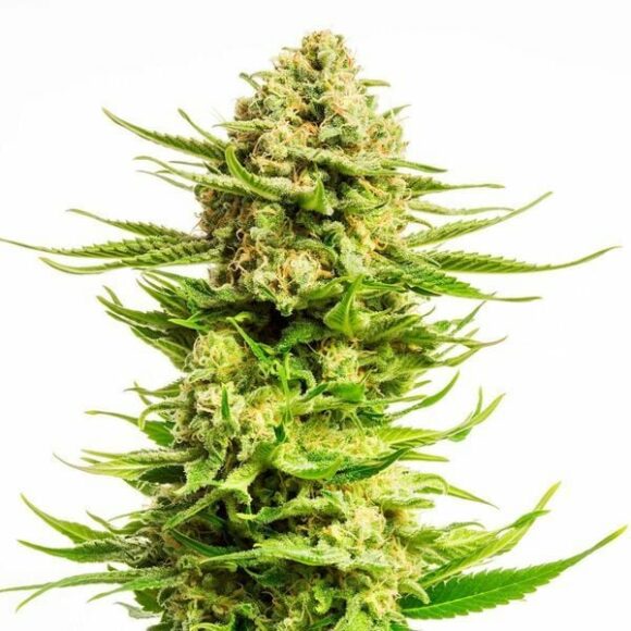 Indica Cream (Kannabia) femminizzato
