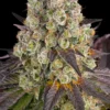 Barneys Farm - Purple Punch x Lemon Drizzle Strain