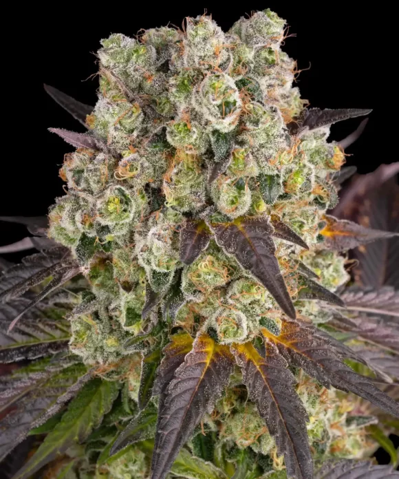 Barneys Farm - Purple Punch x Lemon Drizzle Strain
