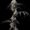 Barneys Farm - Rainbow Sherbet Strain Fem