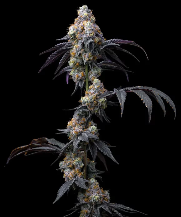 Barneys Farm - Rainbow Sherbet Strain Fem