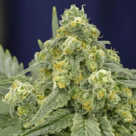 White Widow (Silent Seeds) Femminizzata
