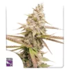 Dutch Passion Strawberry Cookies Fem